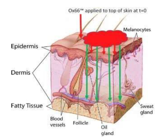 Weshalb spielt Sauerstoff eine entscheidende Rolle bei der Hautregeneration?